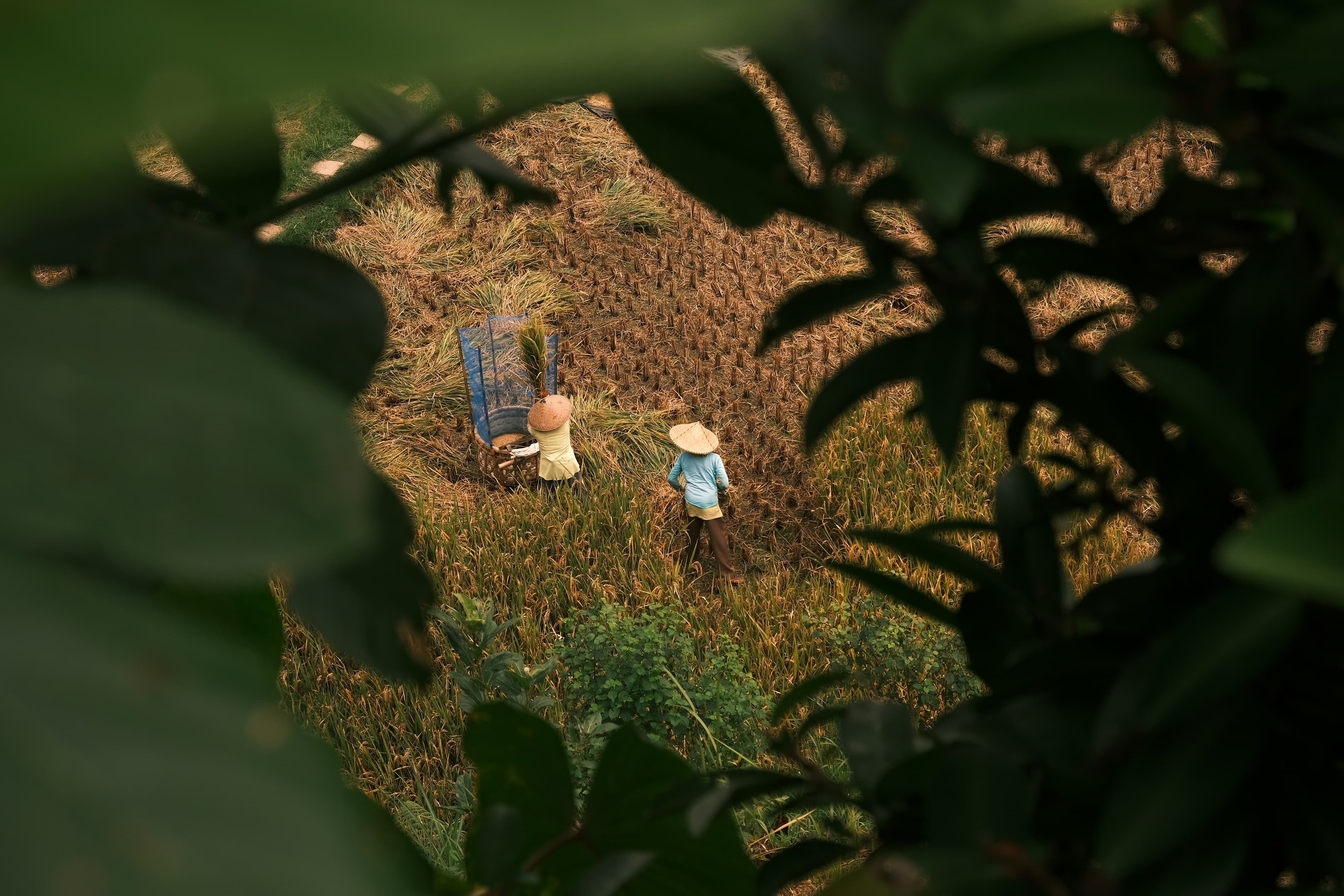 Farm Workers
